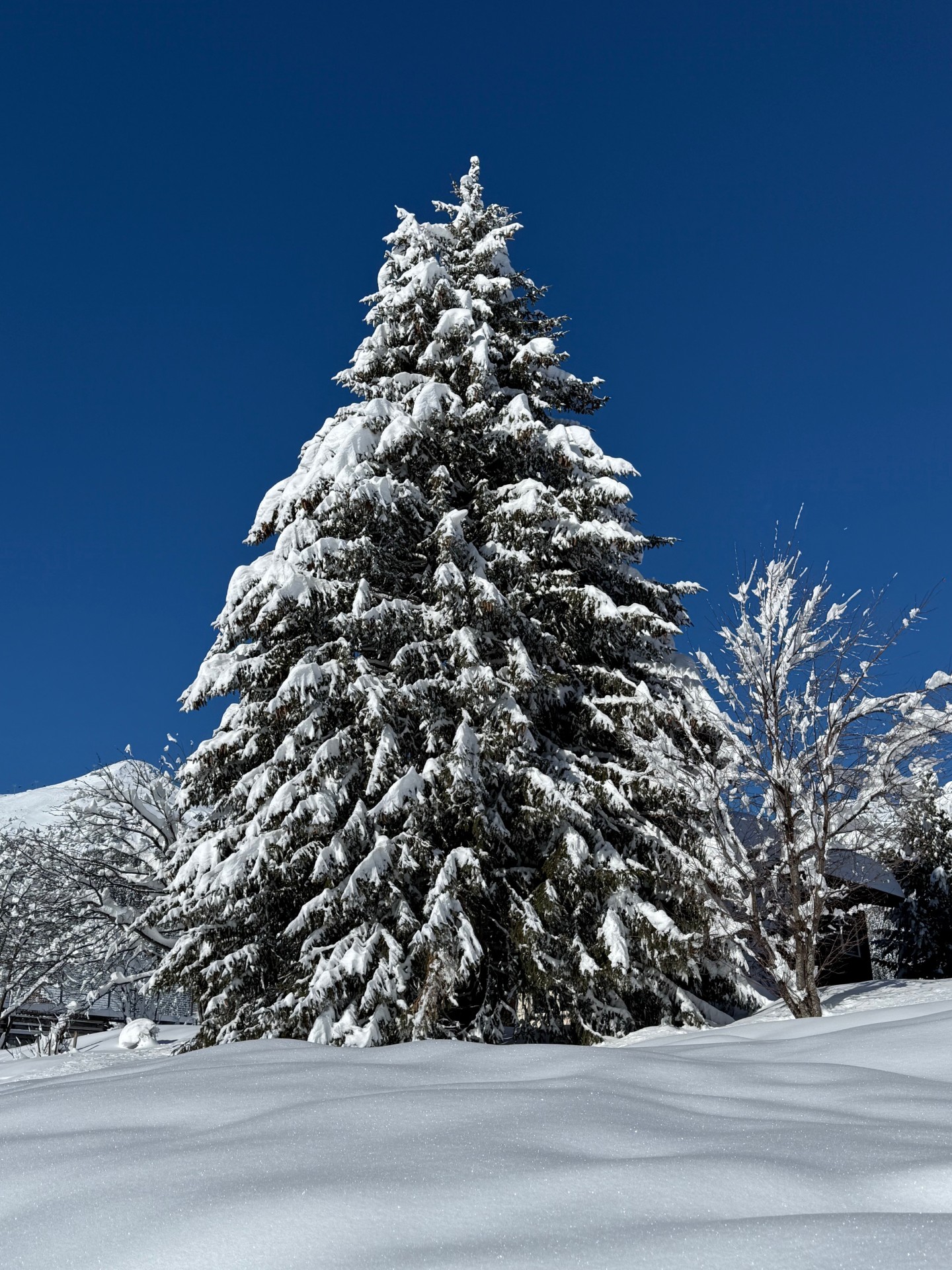 Verschneite Tanne in Arosa